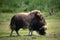 Grazing Musk Ox