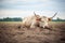 grazing oxen resting beside plowed field