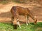 Grazing Pair of Juvenile Spotted Deer