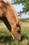 Grazing Palomino Foal