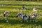 Grazing paradise shelduck ducklings