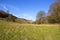 Grazing pasture with trees