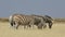 Grazing plains zebras