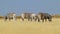 Grazing plains zebras - Etosha National Park