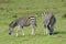 Grazing pregnant Zebra with foal