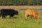 Grazing Red and Black Highland cattle