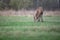 Grazing red deer stag with thrown off antlers in meadow in winter.