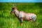 Grazing red Hartebeest antelope