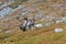 A grazing Reindeer with big antlers in Laplands Tundra