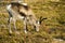 Grazing reindeer, Sweden