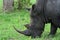 Grazing Rhino