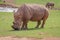 Grazing Rhino