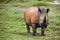 Grazing rhino