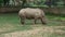 Grazing rhinoceros