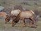 Grazing Rocky Mountain Elk