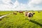 Grazing and ruminating cows in backlit