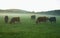 Grazing Scottish highland cattle  at sunrise