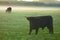 Grazing Scottish highland cattle  at sunrise