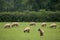 Grazing Sheep