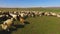 Grazing sheep animals running on sunny green field, farming and agriculture