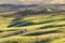 Grazing sheep in the beautiful tuscan landscape