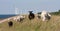 Grazing sheep with behind them a row of windmil