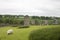 Grazing Sheep Among Castle Ruins