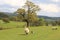 Grazing Sheep, Chatsworth