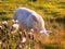 Grazing Sheep @ Crookham, Northumberland, England