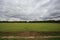 Grazing sheep on an English farm