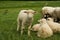 Grazing sheep in farm