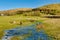 Grazing sheep on a frozen, partially flooded field