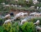 Grazing sheep and goat in valleys of Pre-Himalayas