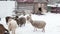 Grazing sheep and goats on the farm in the winter