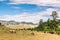 Grazing sheep and goats on grassland landscape