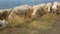 Grazing sheep and goats on a mountain top in Italy close up