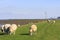 Grazing sheep upon Groningen near Eemshaven