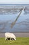 Grazing sheep upon Groninger dike, the Netherlands