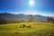 Grazing sheep on the mountain meadow. Four sheep. Three white an