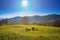 Grazing sheep on the mountain meadow. Four sheep. Three white an