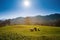 Grazing sheep on the mountain meadow. Four sheep. Three white an