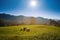 Grazing sheep on the mountain meadow. Four sheep. Three white an