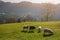 Grazing sheep on the mountain meadow. Four sheep. Three white an