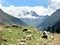 Grazing sheep with mountain views