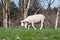 Grazing sheep near a background of trees