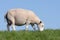 Grazing sheep at a in the Netherlands