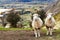 Grazing sheep, New Zealand