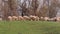 Grazing Sheep Pasture