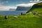 Grazing sheep at the pasture near village Trollanes, Kalsoy island, Kunoy and Vidoy islands in the background, Faroe Islands