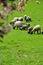 Grazing sheep spring